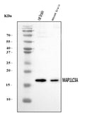Anti-MAP1LC3A Antibody Picoband®