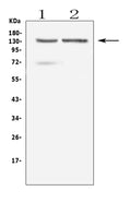 Anti-RTEL1 Antibody Picoband®