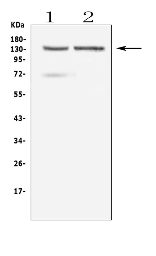 Anti-RTEL1 Antibody Picoband®