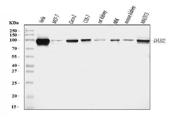 Anti-DAB2 Antibody Picoband®