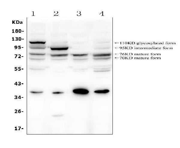 Anti-GAA Antibody Picoband®