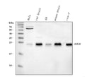 Anti-RHOB Antibody Picoband®