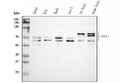 Anti-BIN1 Antibody Picoband®