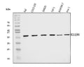 Anti-Bim/BCL2L11 Antibody Picoband®
