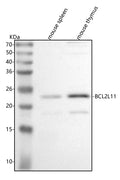 Anti-Bim/Bcl2l11 Antibody Picoband®