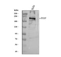 Anti-PHIP Antibody Picoband®