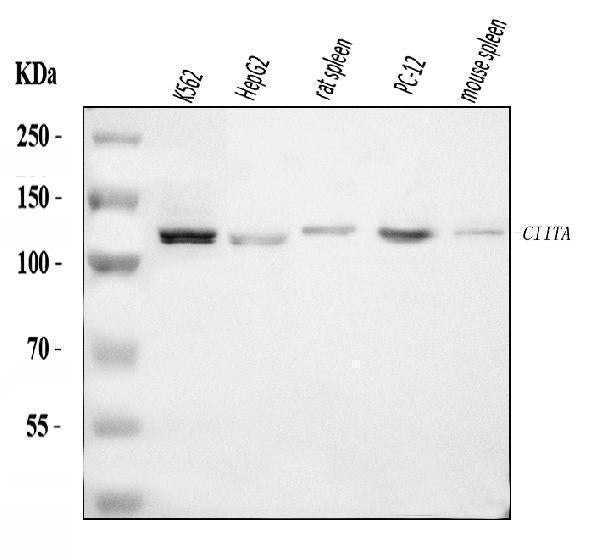 Anti-CIITA Antibody Picoband®