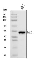 Anti-AP2 gamma/TFAP2C Antibody Picoband®
