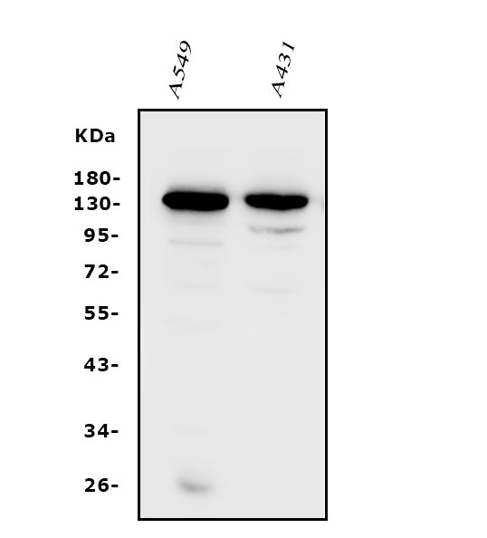 Anti-Integrin alpha V/ITGAV Antibody Picoband®