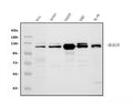Anti-BubR1/BUB1B Antibody Picoband®