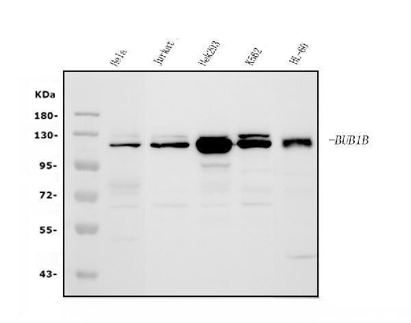 Anti-BubR1/BUB1B Antibody Picoband®