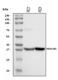 Anti-HSD11B1 Antibody Picoband®