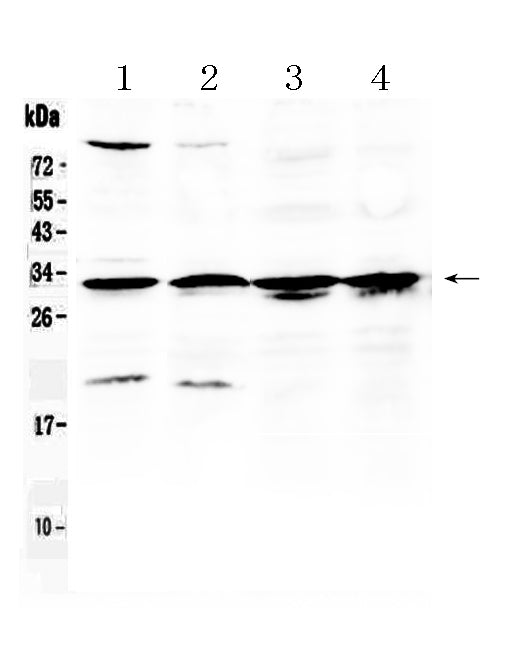 Anti-RPS6 Antibody Picoband®