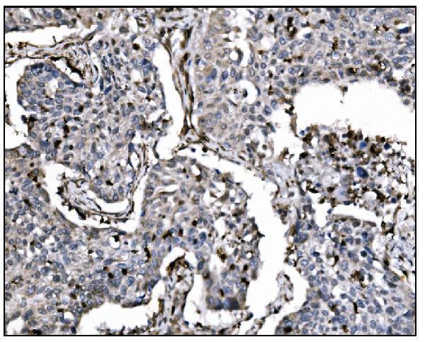 Anti-Fos B/FOSB Antibody