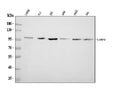 Anti-LAMP2 Antibody Picoband®