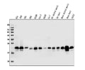 Anti-Caveolin-2/CAV2 Antibody Picoband®