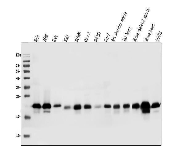 Anti-Caveolin-2/CAV2 Antibody Picoband®