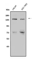 Anti-N-Cadherin-2 CDH2 CD325-Antibody Picoband®