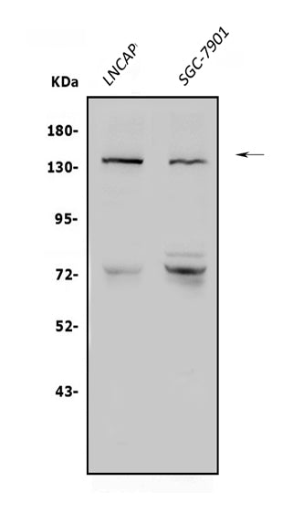 Anti-N-Cadherin-2 CDH2 CD325-Antibody Picoband®