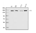 Anti-N Cadherin/CDH2 Antibody Picoband®