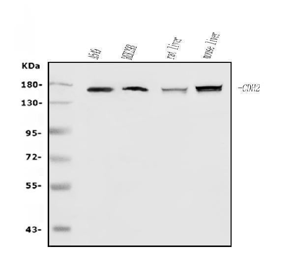 Anti-N Cadherin/CDH2 Antibody Picoband®