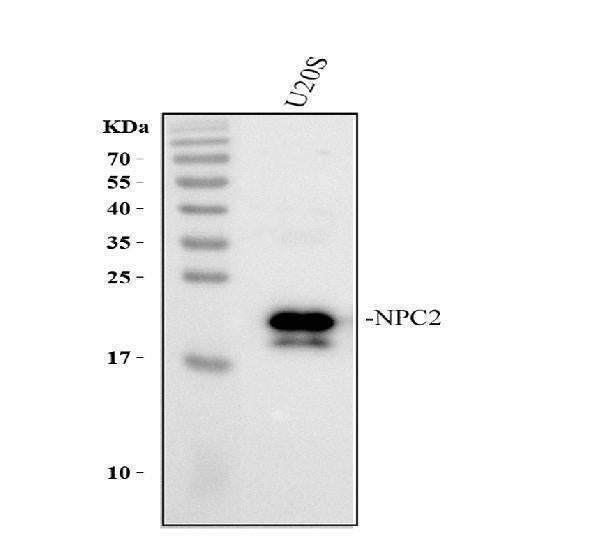 Anti-Niemann Pick C2/NPC2 Antibody Picoband®