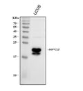 Anti-Niemann Pick C2/NPC2 Picoband® Antibody