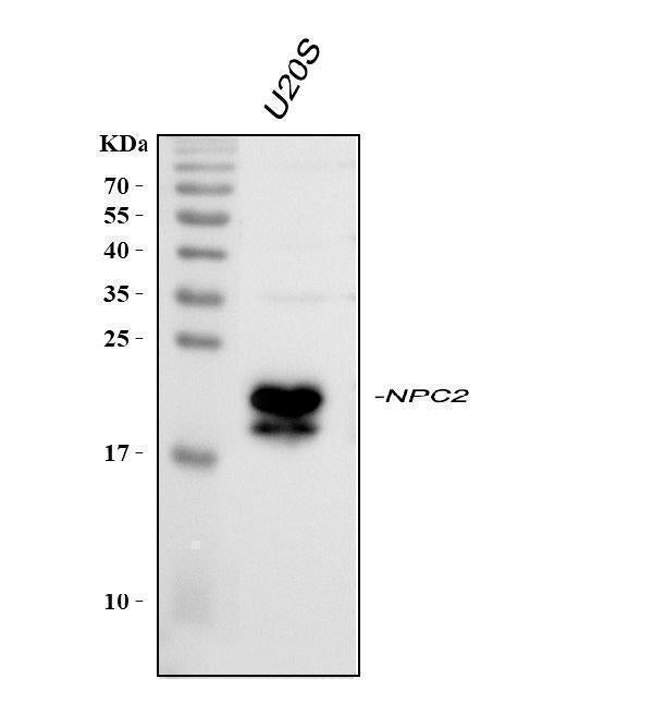 Anti-Niemann Pick C2/NPC2 Picoband® Antibody
