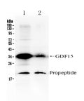 Anti-GDF15 Antibody Picoband®