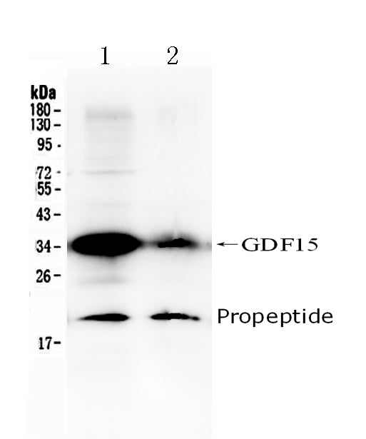 Anti-GDF15 Antibody Picoband®