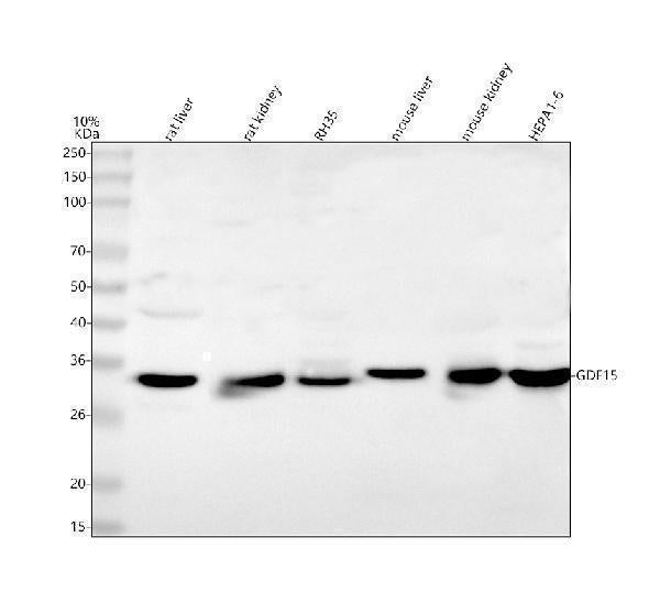 Anti-Gdf15 Antibody Picoband®