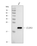 Anti-Claudin 1/CLDN1 Antibody Picoband®
