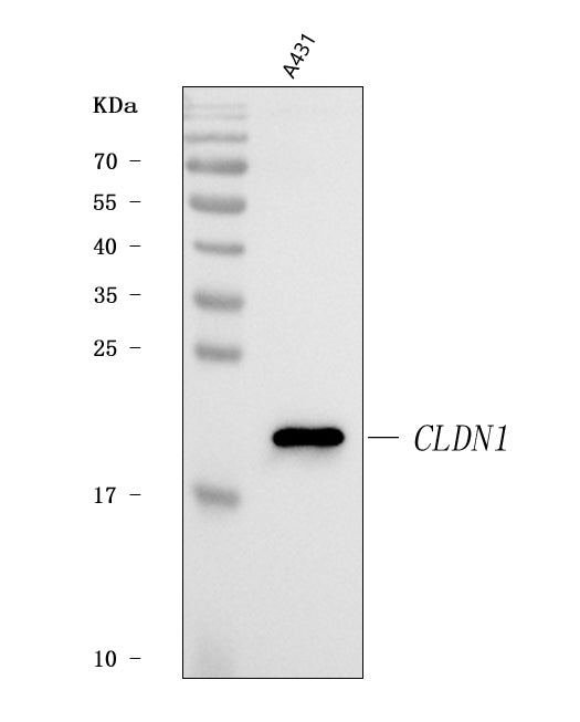 Anti-Claudin 1/CLDN1 Antibody Picoband®