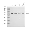 Anti-Parathyroid Hormone Receptor 1/PTH1R Antibody Picoband®