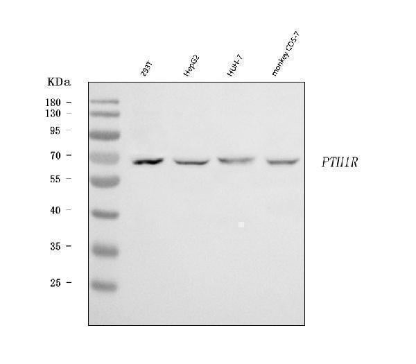 Anti-Parathyroid Hormone Receptor 1/PTH1R Antibody Picoband®