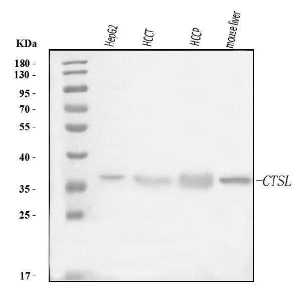 Anti-Cathepsin L/MEP/CTSL Antibody Picoband®