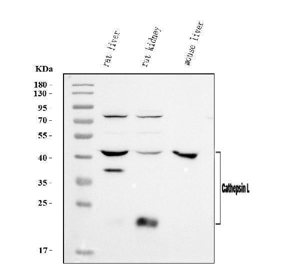 Anti-Cathepsin L/MEP/Ctsl Antibody Picoband®