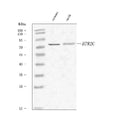 Anti-5-HT2C Receptor/HTR2C Antibody Picoband®