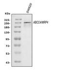 Anti-MRP4/ABCC4 Antibody Picoband®