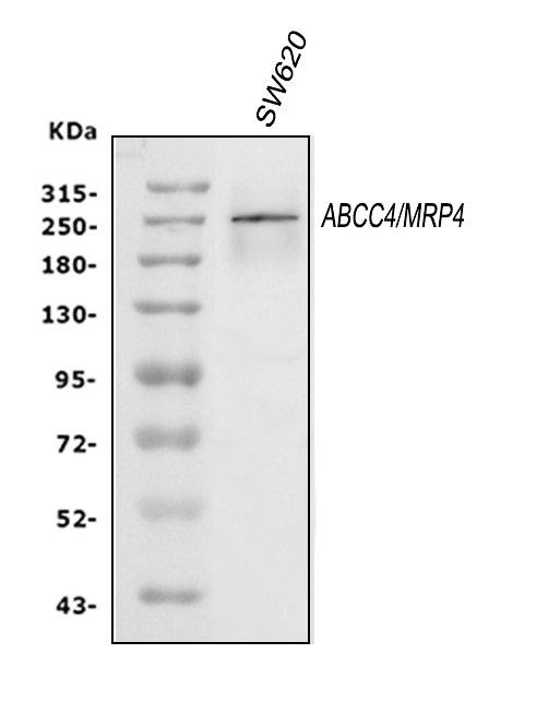 Anti-MRP4/ABCC4 Antibody Picoband®