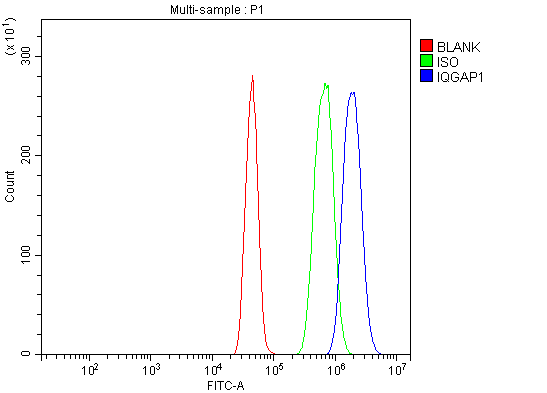 Anti-IQGAP1 Antibody Picoband®