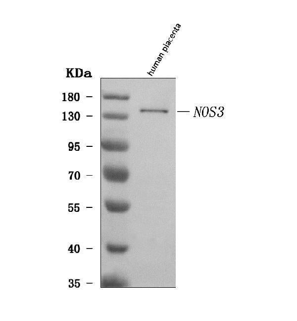 Anti-eNOS/NOS3 Antibody Picoband®