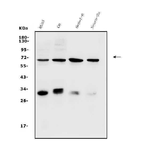 Anti-Arsb Antibody Picoband®