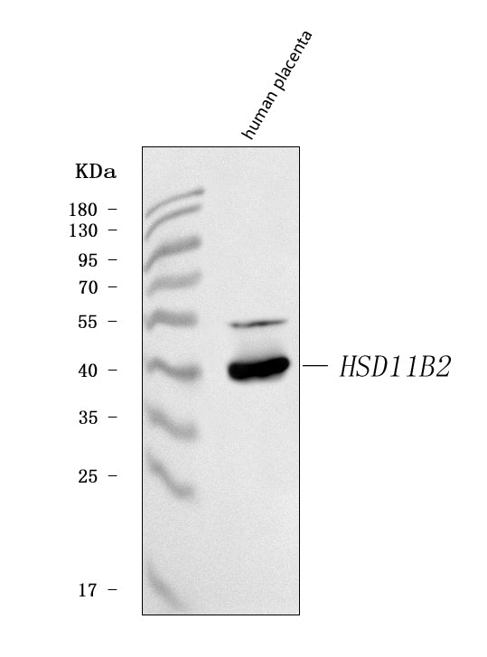 Anti-HSD11B2 Antibody Picoband®