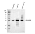 Anti-SNAP25 Antibody Picoband®