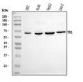 Anti-Tryptophan Hydroxylase/TPH1 Antibody Picoband®