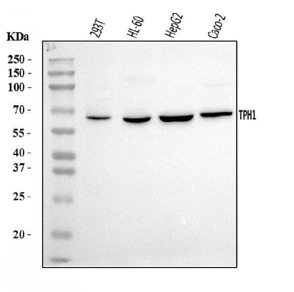Anti-Tryptophan Hydroxylase/TPH1 Antibody Picoband®