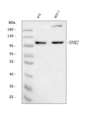 Anti-Dynamin 2/DNM2 Antibody Picoband®