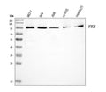 Anti-FER Antibody Picoband®
