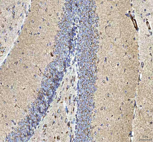 Anti-HCRT Antibody